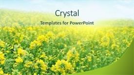  Presentation with wildflower field - Amazing presentation having wildflower field under blue sky and sunlight backdrop and a arctic colored foreground