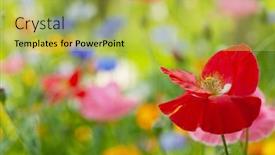  Presentation with wildflower meadow - Slide deck featuring wildflower-meadow-red-poppy background and a yellow colored foreground