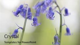  Presentation with forests - Colorful PPT layouts enhanced with wildflowers - blue bell wildflower with soft backdrop and a mint green colored foreground