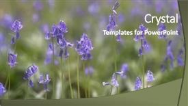  Presentation with wild flower - Amazing PPT theme having wildflowers - blue bells wild flower panorama backdrop and a gray colored foreground