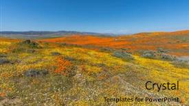  Presentation with people of los angeles - Audience pleasing PPT layouts consisting of wildflowers - california wildflower spring super bloom backdrop and a gold colored foreground