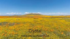  Presentation with los angeles - PPT layouts having wildflowers - california wildflower super bloom landscape background and a gold colored foreground