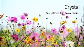  Presentation with daisy - Slide deck with wildflowers - daisy flower against blue sky background and a cool aqua colored foreground