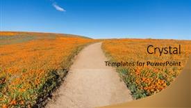  Presentation with wildflower field - Cool new presentation theme with wildflowers - inviting trail through poppy wildflower backdrop and a gold colored foreground
