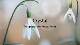  Presentation with wild flower - Colorful theme enhanced with wildflowers - snow drops early spring white backdrop and a light gray colored foreground