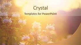  Presentation with magnetic effect electric current - Beautiful presentation theme featuring wildflowers - wildflower background instagram effect backdrop and a cream colored foreground