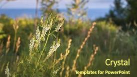  Presentation with coastal - PPT theme having wildflowers and bee backlit by setting sun in grassy meadow on top of coastal cliffs lake ontario canada background and a tawny brown colored foreground