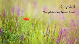  Presentation with poppies - Amazing slides having wildflowers and poppies on green meadow backdrop and a soft green colored foreground
