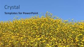  Presentation with gospel - PPT theme having wildflowers-gospel-swamp-natural-area background and a light blue colored foreground