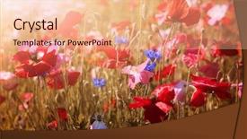  Presentation with poppies - Cool new PPT theme with wildflowers in sunny summer meadow backdrop and a lemonade colored foreground