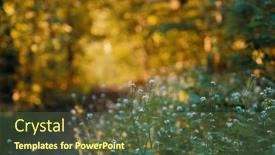  Presentation with forest morning - 