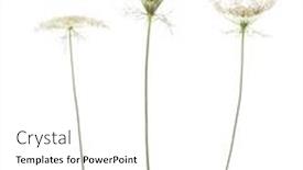  Presentation with focus - Theme featuring wildflowers-isolated-on-white-background background and a white colored foreground
