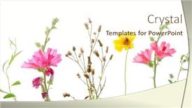  Presentation with flower - Presentation design enhanced with wildflowers-on-a-white-background background and a cream colored foreground