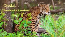  Presentation with jungle - Audience pleasing PPT theme consisting of wildlife at the jungle backdrop and a tawny brown colored foreground