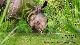  Presentation with eating - Beautiful PPT theme featuring wildlife chitwan national park nepal backdrop and a tawny brown colored foreground