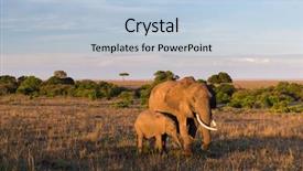  Presentation with animal calf - Presentation with wildlife concept - elephant with baby background and a light blue colored foreground