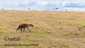  Presentation with animal nature - Cool new presentation with wildlife concept - hyena hunt backdrop and a coral colored foreground