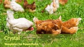  Presentation with grass texture on green - Cool new slide set with wildlife free - chicken on green grass backdrop and a  colored foreground