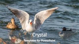  Presentation with seagull - Beautiful theme featuring wildlife free - seagull flying over the sea backdrop and a gray colored foreground