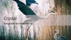  Presentation with fishing - Slides having wildlife in its natural habitat background and a light gray colored foreground