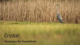  Presentation with grey - Cool new slide set with wildlife in its natural habitat backdrop and a gold colored foreground