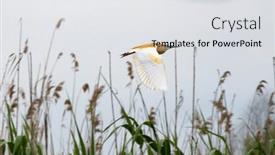  Presentation with danube delta - Theme featuring wildlife-in-the-danube-delta background and a light gray colored foreground