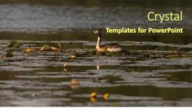  Presentation with danube delta - Slide set having wildlife-in-the-danube-delta background and a  colored foreground