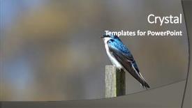  Presentation with swallow - Amazing presentation design having wildlife management - beautiful little tree swallow bird backdrop and a  colored foreground