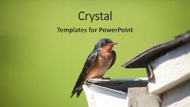  Presentation with swallow - Beautiful PPT theme featuring wildlife management - close up shot of tree backdrop and a yellow colored foreground