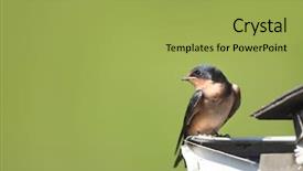  Presentation with swallow - Slide deck enhanced with wildlife management - close up shot of tree background and a yellow colored foreground