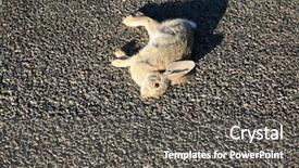  Presentation with rabbit - Theme featuring wildlife management - dead rabbit - road kill background and a dark gray colored foreground