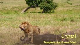  Presentation with lion - Slides featuring wildlife management - east african lion protecting his background and a tawny brown colored foreground