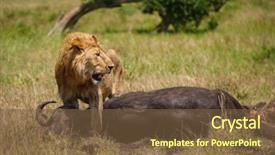  Presentation with african lion in kruger national - Cool new presentation theme with wildlife management - east african lion protecting his backdrop and a tawny brown colored foreground