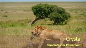  Presentation with african lion in kruger national - Amazing slides having wildlife management - east african lion protecting his backdrop and a tawny brown colored foreground