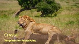  Presentation with lion - Theme consisting of wildlife management - east african lion protecting his background and a tawny brown colored foreground