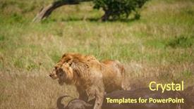  Presentation with african lion in kruger national - Colorful theme enhanced with wildlife management - east african lion protecting his backdrop and a tawny brown colored foreground