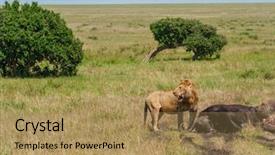  Presentation with african lion in kruger national - PPT theme having wildlife management - east african lion protecting his background and a coral colored foreground