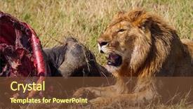  Presentation with lion - Cool new PPT theme with wildlife management - east african lion protecting his backdrop and a tawny brown colored foreground