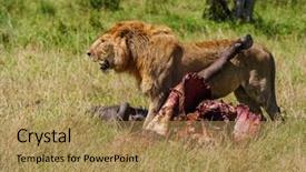  Presentation with lion - Slides enhanced with wildlife management - east african lion protecting his background and a coral colored foreground