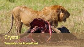  Presentation with african lion in kruger national - PPT layouts consisting of wildlife management - east african lion protecting his background and a coral colored foreground