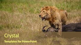  Presentation with lion - Amazing PPT layouts having wildlife management - east african lion protecting his backdrop and a tawny brown colored foreground