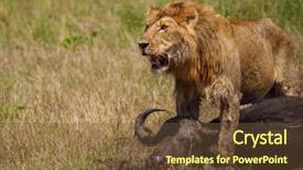  Presentation with african lion in kruger national - Slide deck consisting of wildlife management - east african lion protecting his background and a tawny brown colored foreground