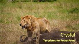  Presentation with african lion in kruger national - Beautiful theme featuring wildlife management - east african lion protecting his backdrop and a tawny brown colored foreground