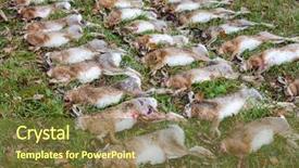  Presentation with endanged animals - Amazing presentation theme having wildlife management - excludes of caught animals hare backdrop and a tawny brown colored foreground