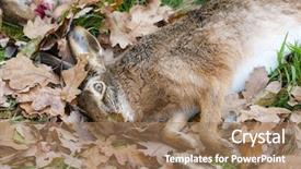  Presentation with animals - Amazing PPT layouts having wildlife management - excludes of caught animals hare backdrop and a coral colored foreground