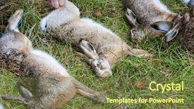  Presentation with adaptation in animals - Presentation theme featuring wildlife management - excludes of caught animals hare background and a tawny brown colored foreground