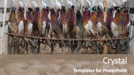  Presentation with animals - Colorful presentation theme enhanced with wildlife management - excludes of caught animals backdrop and a coral colored foreground