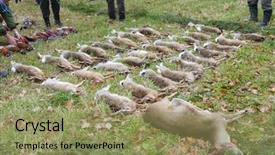  Presentation with animals - Audience pleasing presentation consisting of wildlife management - excludes of caught animals backdrop and a coral colored foreground