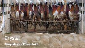  Presentation with animals - Beautiful slides featuring lot of different blue jeans close-up backgrounds backdrop and a gray colored foreground.