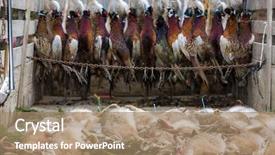  Presentation with animals - Cool new PPT theme with wildlife management - excludes of caught animals backdrop and a coral colored foreground